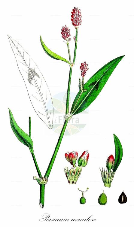 Persicaria maculosa