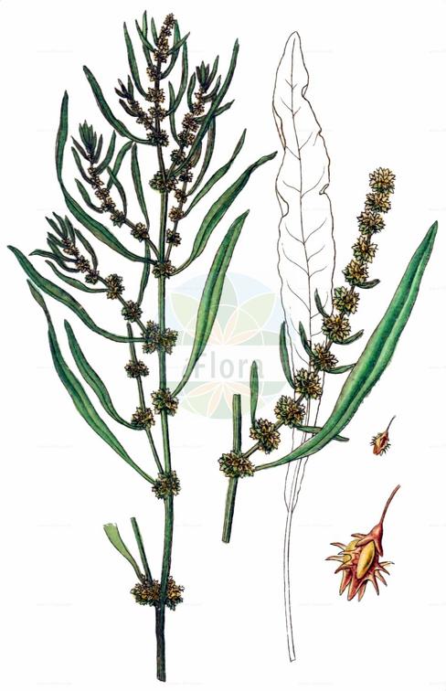 Rumex palustris