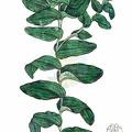 Potamogeton perfoliatus