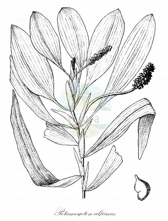 Potamogeton alpinus