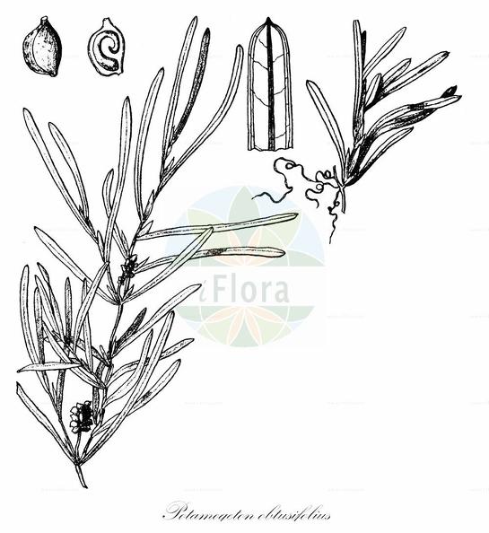 Potamogeton obtusifolius