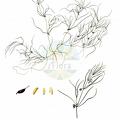 Zannichellia pedunculata