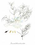 Zannichellia pedunculata