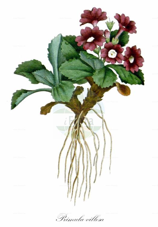 Primula villosa