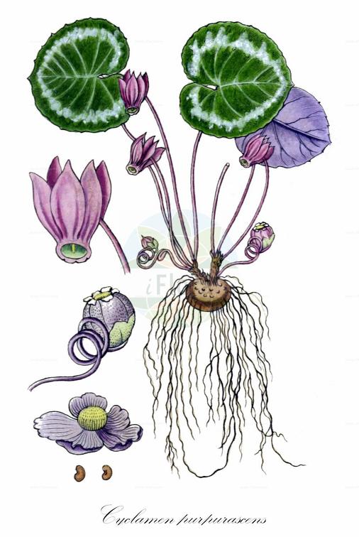 Cyclamen purpurascens