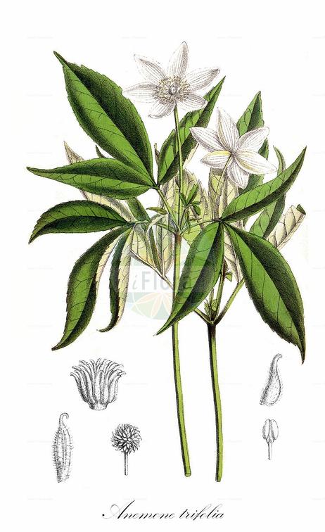 Anemone trifolia
