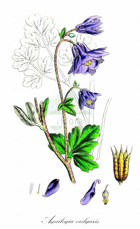 Aquilegia vulgaris