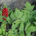 Actaea rubra