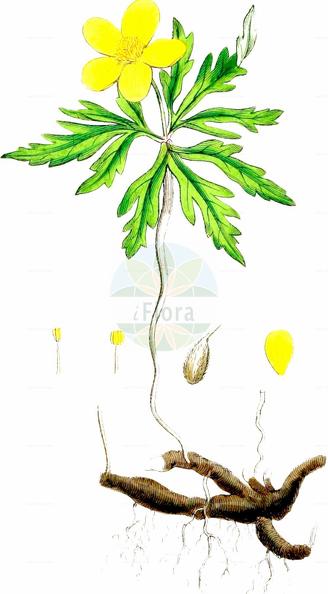 Anemone ranunculoides