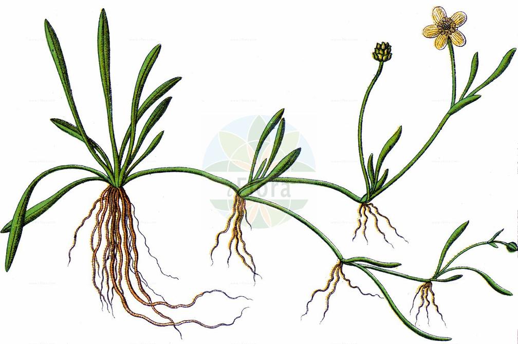 Ranunculus reptans
