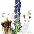 Aconitum tauricum