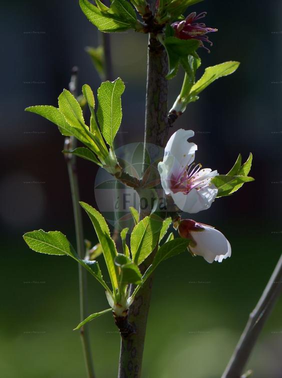 Prunus dulcis