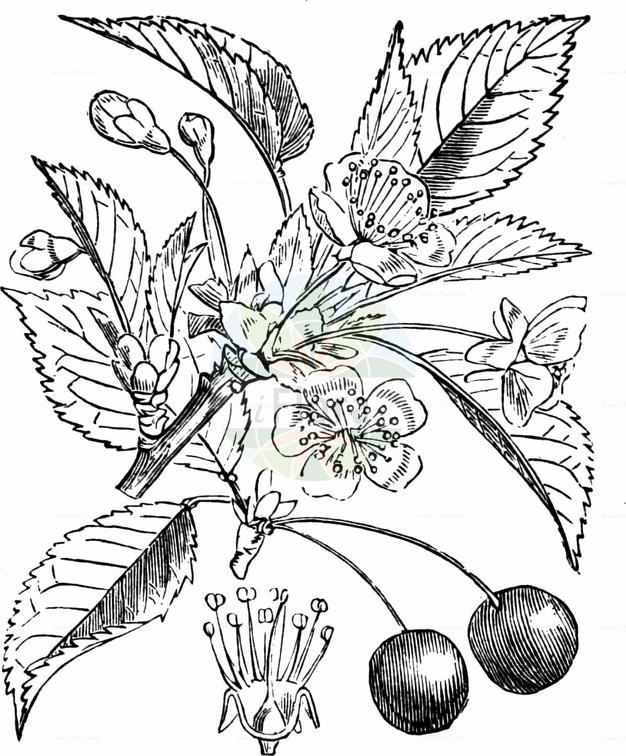 Prunus cerasus