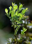 Salix arbuscula