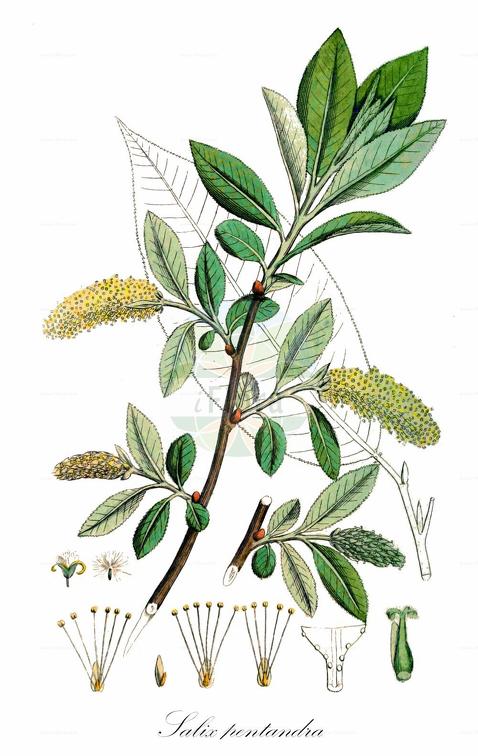 Salix pentandra