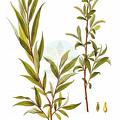 Salix rubens