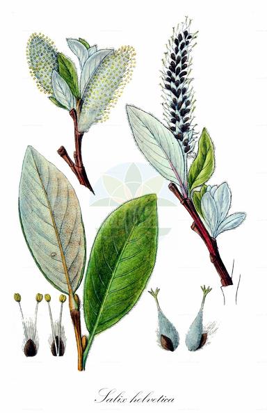 Salix helvetica
