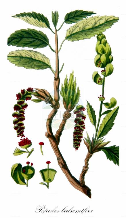Populus balsamifera
