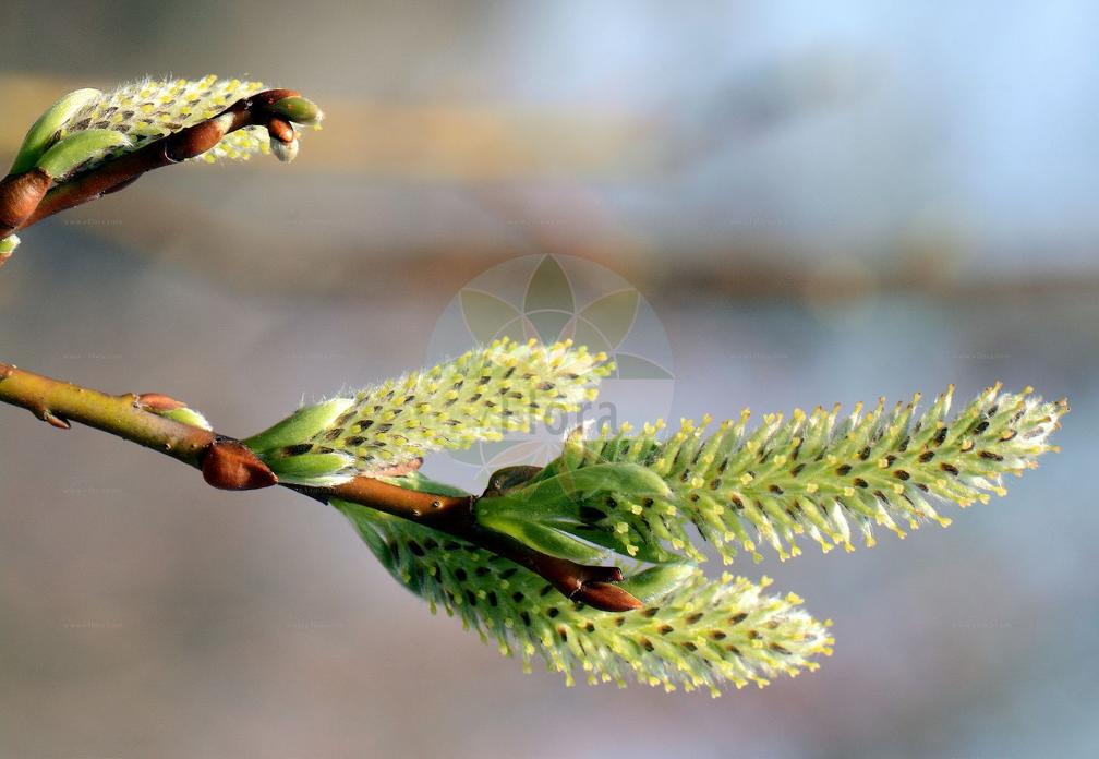 Salix bicolor