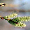 Salix bicolor