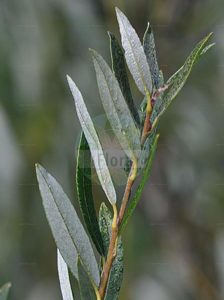 Salix repens subsp. rosmarinifolia