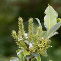 Salix glabra