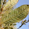 Salix silesiaca