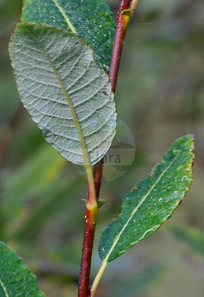 Salix hegetschweileri