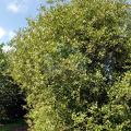 Salix apennina