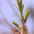 Salix eriocephala