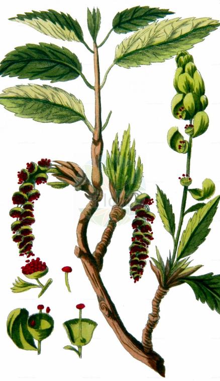 Populus balsamifera agg.
