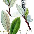 Salix helvetica