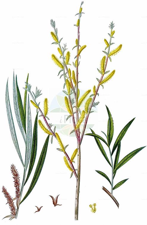 Salix repens subsp. rosmarinifolia