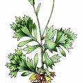 Saxifraga aphylla