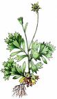 Saxifraga aphylla