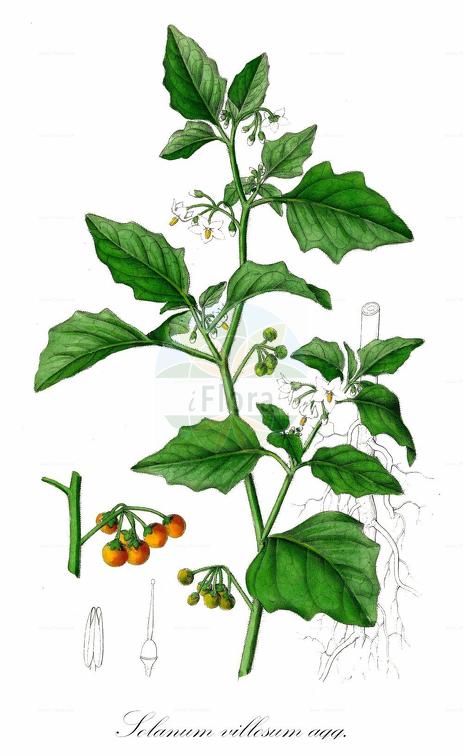 Solanum villosum agg.