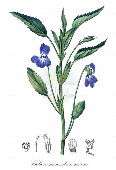 Viola canina subsp. ruppii