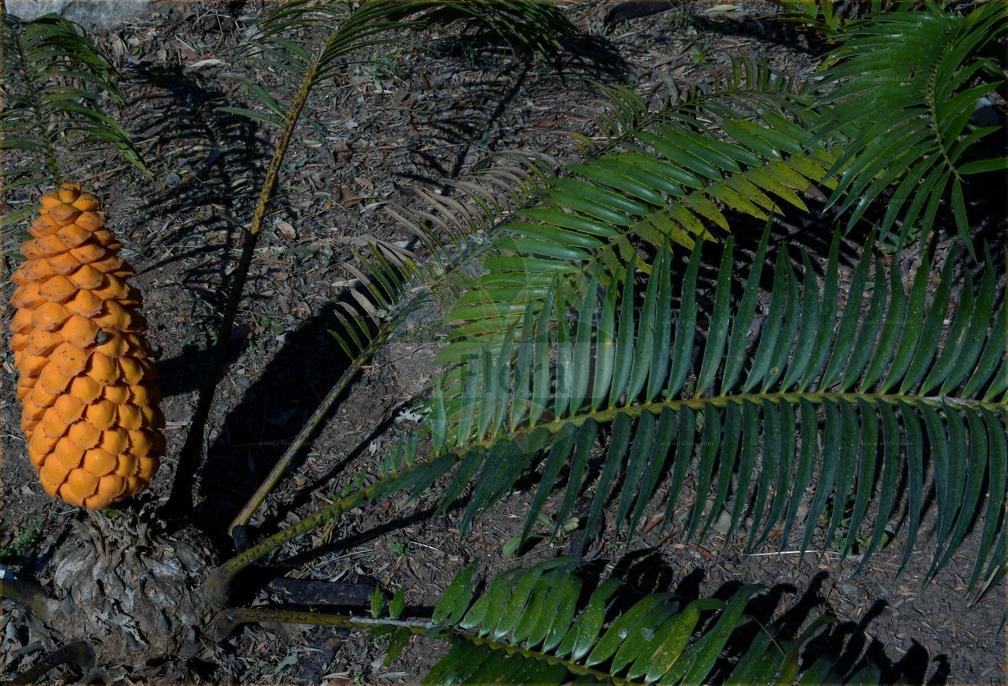 Encephalartos villosus