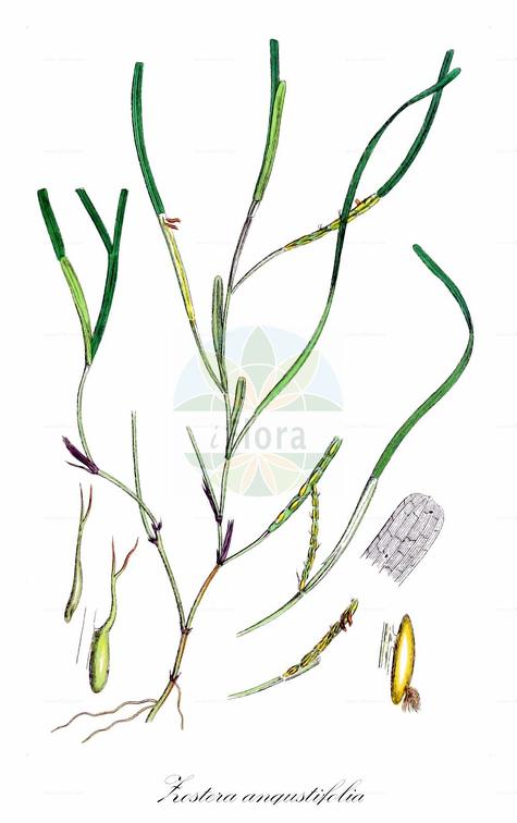 Zostera angustifolia
