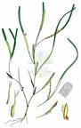 Zostera angustifolia
