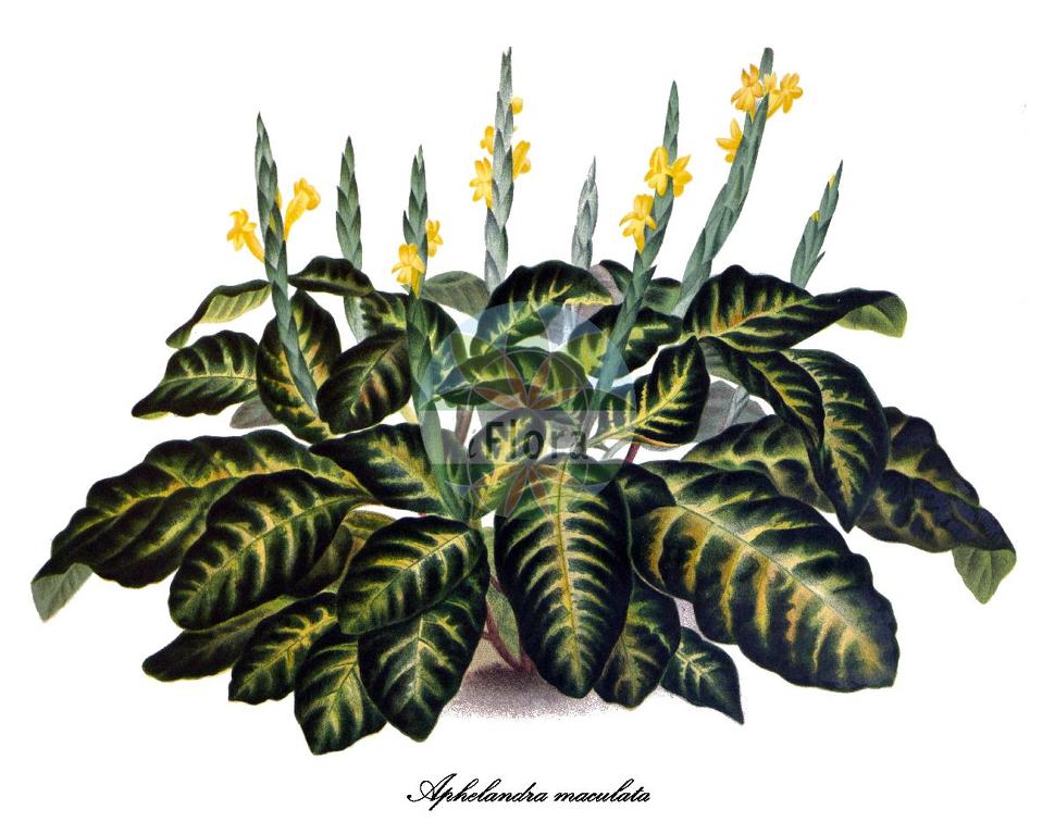 Aphelandra maculata
