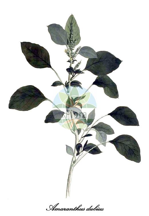 Amaranthus dubius