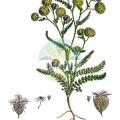 Lagoecia cuminoides