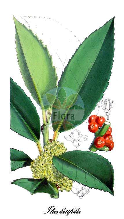 Ilex latifolia