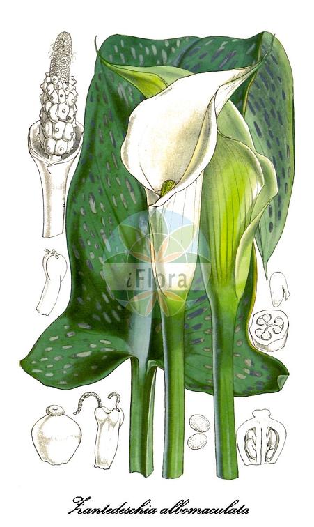 Zantedeschia albomaculata