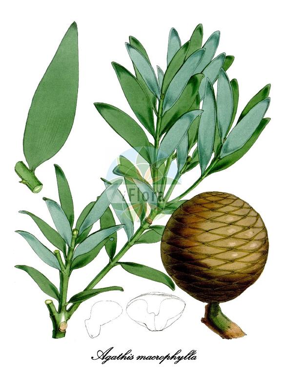 Agathis macrophylla