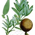 Agathis macrophylla