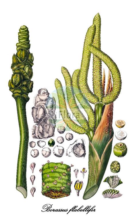 Borassus flabellifer