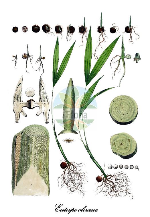 Euterpe oleracea