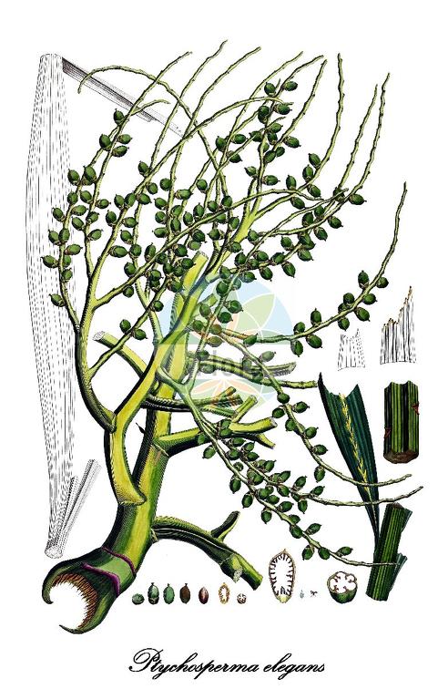 Ptychosperma elegans